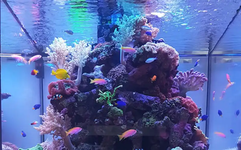 Reef aquaria