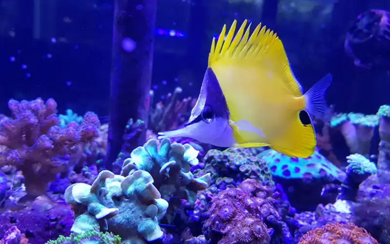 Reef aquaria