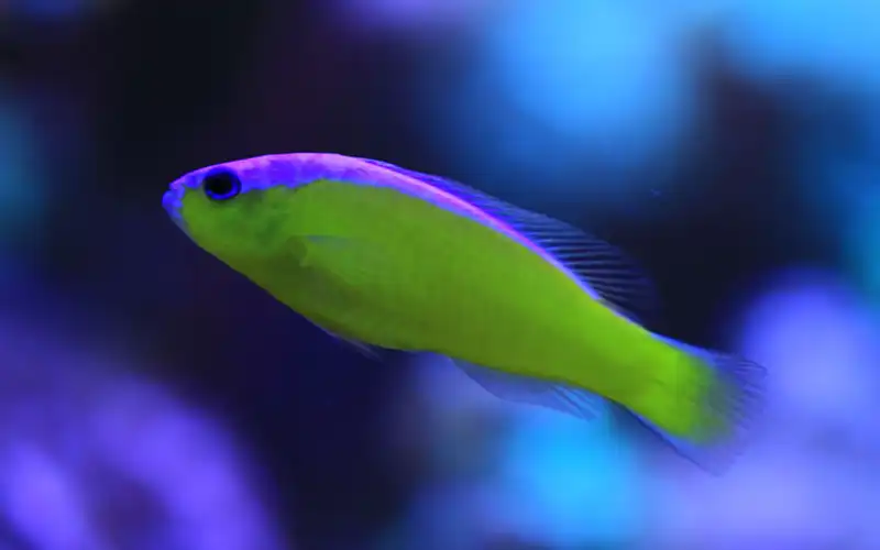 Reef aquaria