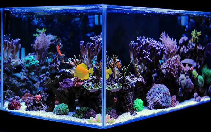 Reef aquaria