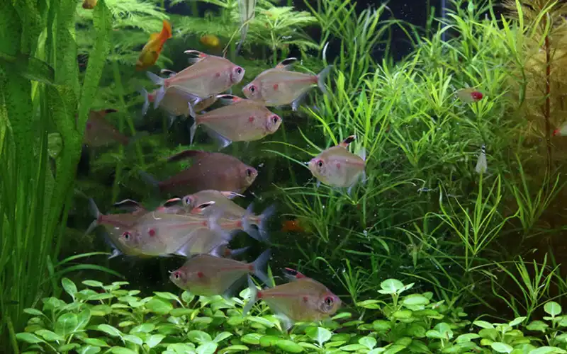 Tropical scape aquarium