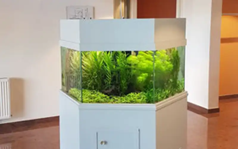 Tropical scape aquarium