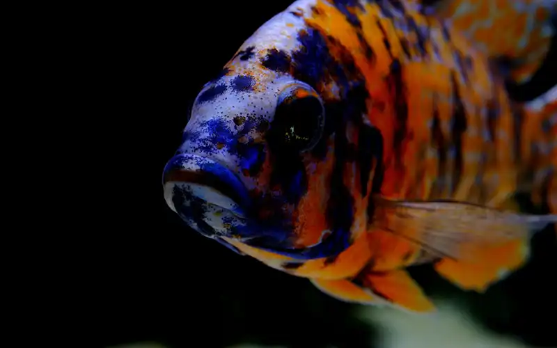 Great Lake Aquaria Great Lake Aquaria