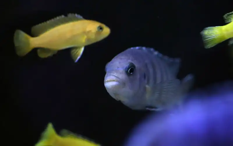 Great Lake Aquaria Great Lake Aquaria