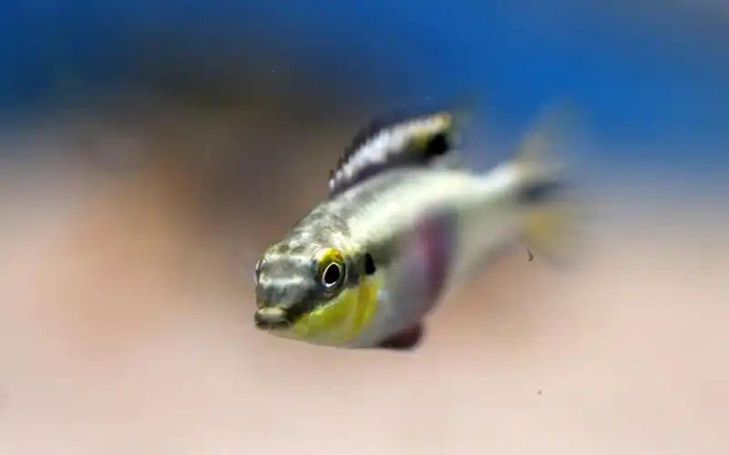 Great Lake Aquaria Great Lake Aquaria