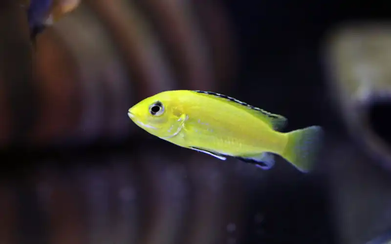 Great Lake Aquaria Great Lake Aquaria