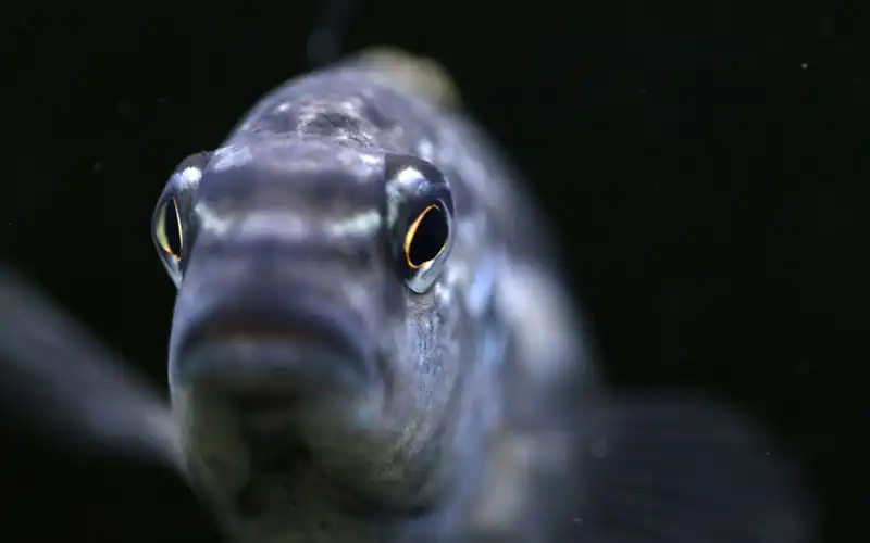 Great Lake Aquaria Great Lake Aquaria