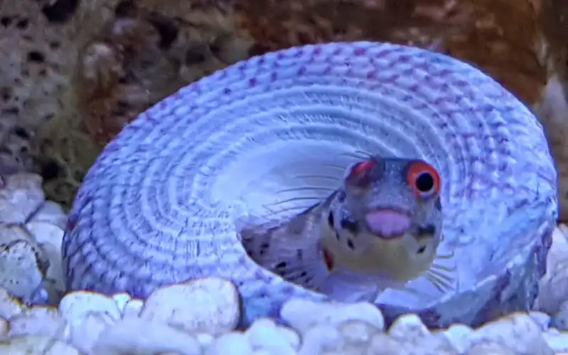 Reef aquaria Reef aquaria