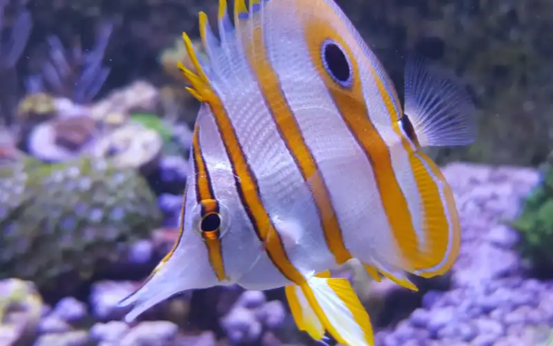 Reef aquaria Reef aquaria
