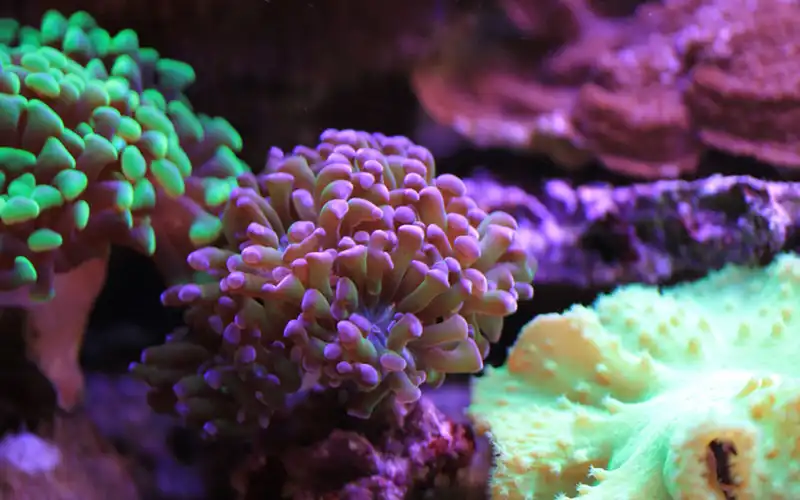 Reef aquaria Reef aquaria