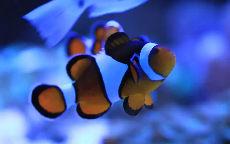 Reef aquaria Reef aquaria