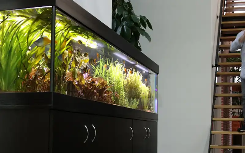 Tropical scape aquarium Tropical scape aquarium